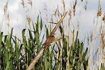 Biosphoto | 1235678 | Coucou phase rousse dans le PN de l'Hortobagy Hongrie | &copy; Jean-François Noblet / Biosphoto