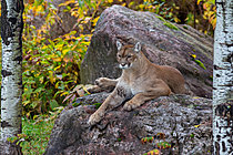 Biosphoto | 2623019 | Cougar (Puma concolor) on a rock in autumn (Wild Zoo of Saint-Félicien), Quebec, Canada. | &copy; Evelyne Boyard / Biosphoto