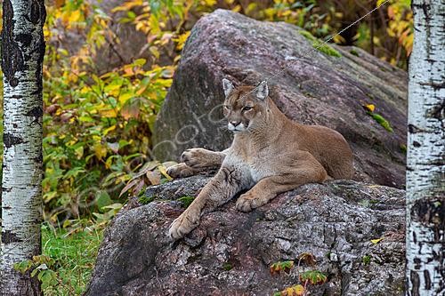 Biosphoto | 2623019 | Cougar (Puma concolor) sur un rocher, en automne (zoo sauvage de Saint-Félicien), Québec, Canada | &copy; Evelyne Boyard / Biosphoto
