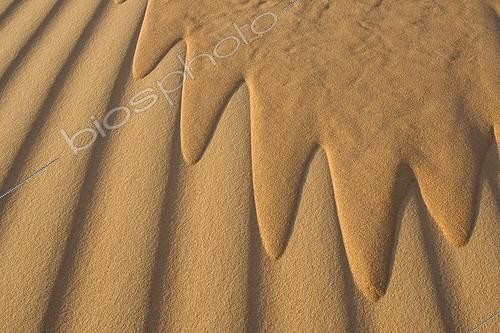 Biosphoto | 83025 | Coulée de sable dans les dunes Emirats Arabes Unis ; Lieu : Rub al-Khali. | &copy; Xavier Eichaker / Biosphoto