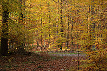 Biosphoto | 2609520 | Couleurs automnales en forêt, Ardennes, Belgique | &copy; Christian Cabron / Biosphoto