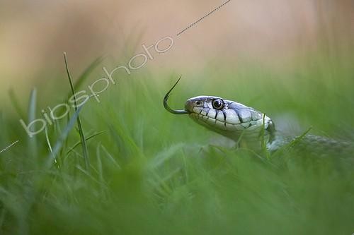 Biosphoto | 2003846 | Couleuvre à collier dans l'herbe - Vosges du Nord France | &copy; Emmanuel Baechler / Biosphoto