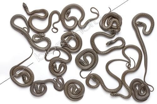 Biosphoto | 1144004 | Couleuvre de Montpellier nouveau-nées sur fond blanc ; Nombre de serpents : 15 | &copy; Michel Gunther / Biosphoto