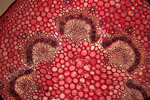 Biosphoto | 2519039 | Coupe de pétiole de Lierre | &copy; Jean-Claude Louchet / Biosphoto