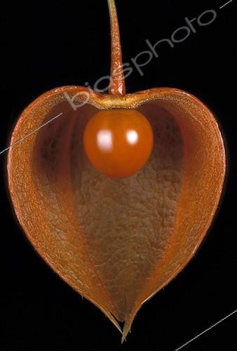 Biosphoto | 9439 | Coupe longitudinale d'un fruit de Physalis ; Le Physalis est un exemple de  fruit complexe . Le fruit est une baie, mais des tissus non ovariens participent à la formation du fruit complet. La baie (fruit simple) reste entourée par le calice acrescent. | &copy; Jean-Claude Louchet / Biosphoto