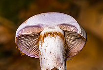 Biosphoto | 2609860 | Coupe mycologique d'un champignon : détail sur la cortine d'un Cortinaire en coupe (lamelles et spores ocre roux bien visibles), Forêt de la Reine, Ansauville, Lorraine, France | &copy; Stéphane Vitzthum / Biosphoto