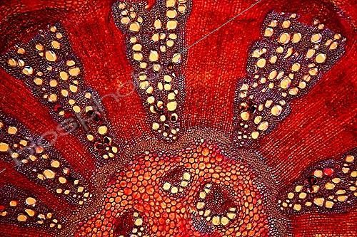 Biosphoto | 1419976 | Coupe transervale d'une tige de Poivrier sous microscope ; Eclairage en fond clair, grossissement x 40. | &copy; Christian Gautier / Biosphoto
