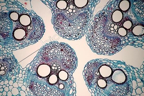 Biosphoto | 160074 | Coupe transversale d'une tige de citrouille ; Eclairage en fond clair. Grossissement x 50. | &copy; Christian Gautier / Biosphoto