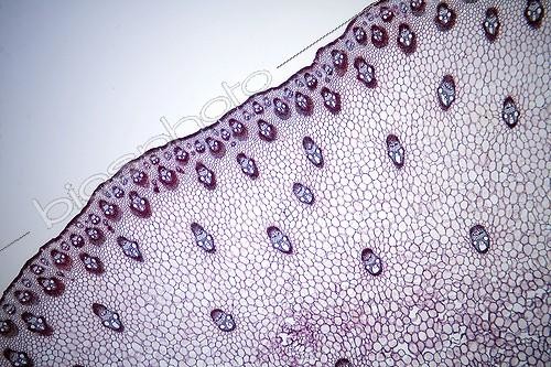 Biosphoto | 583346 | Coupe transversale d'une tige de Sorgho sous microscope ; Eclairage en fond clair, Grossissement x 20. | &copy; Christian Gautier / Biosphoto