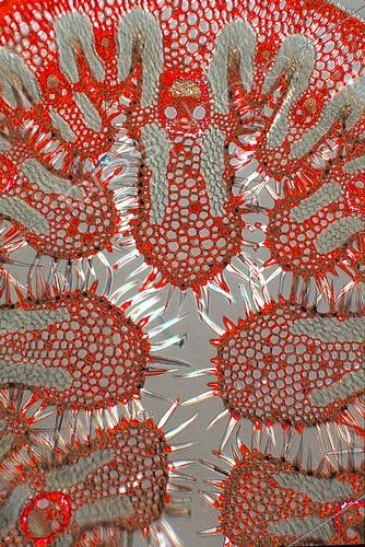 Biosphoto | 2511413 | Coupe d'une partie de feuille d'Oyat. Un colorant a été utilisé afin de montrer la structure de la feuille. Grossissement de 27 sur un 24x36 | &copy; Jean-Claude Louchet / Biosphoto