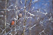 Biosphoto | 2102780 | Couple de Bouvreuils pivoines (Pyrrhula pyrrhula) mangeant des graines de Bouleau en hiver, Parc naturel régional des Vosges du Nord, France | &copy; Michel Rauch / Biosphoto