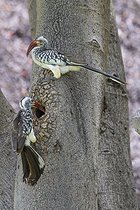 Biosphoto | 2601887 | Couple de calaos à bec rouge (Tockus erythrorhynchus) préparant son nid, creusé dans un tronc, Etosha national Park, Namibie, France | &copy; Alain Roux / Biosphoto
