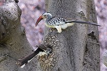 Biosphoto | 2601888 | Couple de calaos à bec rouge (Tockus erythrorhynchus) préparant son nid, creusé dans un tronc, Etosha national Park, Namibie, France | &copy; Alain Roux / Biosphoto