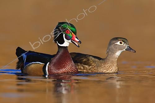 Biosphoto | 2413412 | Couple de Canards carolins (Aix sponsa), Colombie Britannique, Canada | &copy; Jan Wegener / BIA / Biosphoto