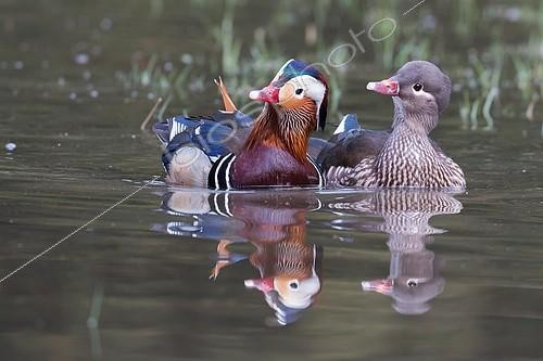 Biosphoto | 2403012 | Couple de Canards mandarins (Aix galericulata) en parade nuptiale, Hesse, Allemagne | &copy; Wilfried Martin / imageBROKER / Biosphoto