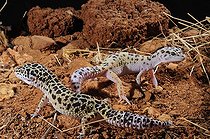 Biosphoto | 1249098 | Couple de Gecko léopard | &copy; Daniel Heuclin / Biosphoto