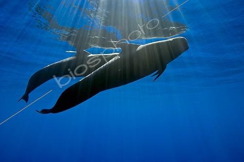 Biosphoto | 1268195 | Couple de Globicéphales tropicaux - Océan Pacifique, Hawaï | &copy; Masa Ushioda / WaterFrame / Biosphoto