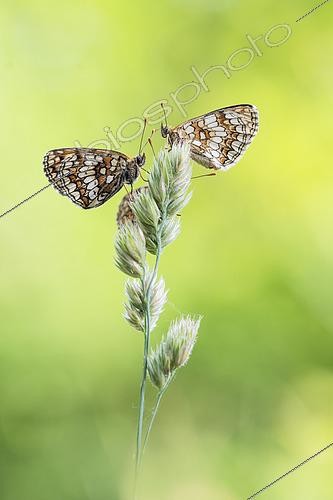 Biosphoto | 2601104 | Couple de Mélitées des scabieuses (Melitaea parthenoides) sur une poacée au printemps, Auvergne, France | &copy; Monique Morin / Biosphoto