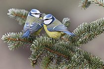 Biosphoto | 2325572 | Couple de Mésanges bleues (Parus caeruleus), Parc naturel régional des Vosges du Nord, France | &copy; Michel Rauch / Biosphoto