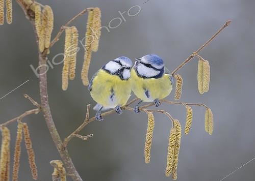 Biosphoto | 1860730 | Couple de Mésanges bleues sur une branche PNR Vosges du Nord | &copy; Michel Rauch / Biosphoto