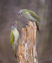 Biosphoto | 2166807 | Couple de Pics cendrés (Picus canus ) sur un bois mort, le mâle est aux pieds de la femelle, Parc naturel régional des Vosges du Nord, France | &copy; Michel Rauch / Biosphoto