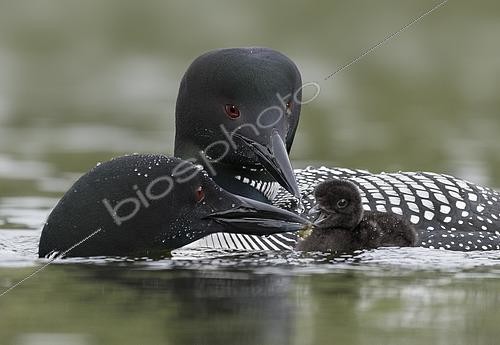 Biosphoto | 2448001 | Couple de Plongeons imbrins (Gavia immer) nourrissant leur petit, Colombie Britannique, Canada | &copy; Alan Murphy / BIA / Biosphoto