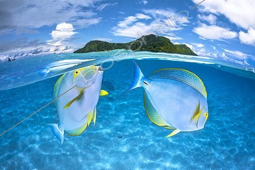 Biosphoto | 2510799 | Couple de poisson-chirurgien couronné (Acanthurus dussumieri) dans les eaux limpides et turquoises du lagon de Mayotte. | &copy; Gabriel Barathieu / Biosphoto