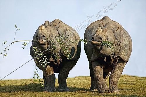 Biosphoto | 1441954 | Couple de Rhinocéros indiens mangeant la même branche | &copy; Gérard Lacz / Biosphoto