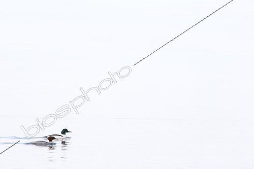 Biosphoto | 1986705 | Couple Goosanders swimming on a lake in winter - Switzerland | &copy; Frédéric Desmette / Biosphoto