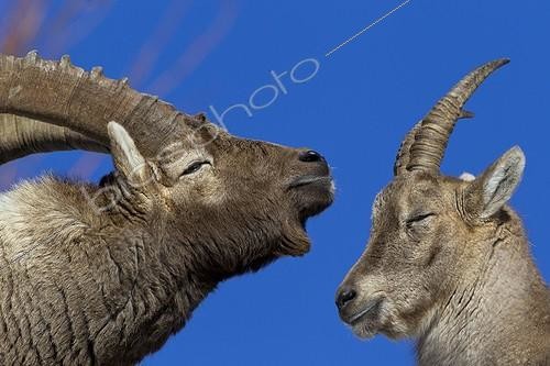 Biosphoto | 1212013 | Couple of Alpine Ibex in rut Valais Switzerland  | &copy; Olivier Born / Biosphoto