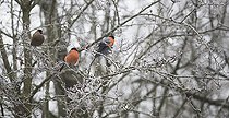 Biosphoto | 2102778 | Couple of Bullfinches (Pyrrhula pyrrhula) on frozen branch, Regional Natural Park of the Vosges du Nord, France | &copy; Michel Rauch / Biosphoto