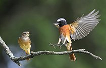 Biosphoto | 2133859 | Couple of Common Redstart (Phoenicurus phoenicurus) on a branch, Regional Natural Park of the Vosges du Nord, France | &copy; Michel Rauch / Biosphoto