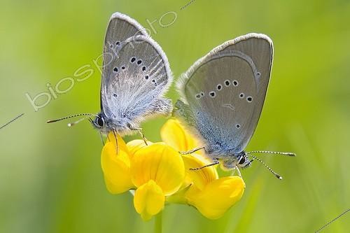 Biosphoto | 1419400 | Couple of Greek Mazarine blue in wet meadows in summer | &copy; André Simon / Biosphoto