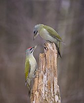 Biosphoto | 2102784 | Couple of Grey-headed Woodpeckers (Picus canus) at the top of a dead wood, the male is at the feet of the female, Regional Natural Park of the Vosges du Nord, France | &copy; Michel Rauch / Biosphoto
