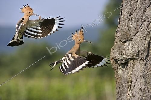 Biosphoto | 590849 | Couple of Hoopoes going to feed their youngs France | &copy; Bruno Mathieu / Biosphoto