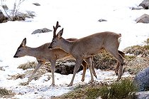 Biosphoto | 1249124 | Couple of Roe deer in the snow  | &copy; Daniel Heuclin / Biosphoto