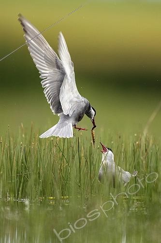 Biosphoto | 2438473 | Couple of Whiskered Tern (Chlidonias hybrida) with prenuptial gifts, Lagoon Beleña, Guadalajara, Spain | &copy; David Jerez / Biosphoto