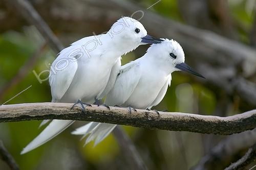 Biosphoto | 86347 | Couple of White Terns on a branch Bird-Island Seychelles  | &copy; Xavier Eichaker / Biosphoto