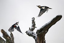 Biosphoto | 2102792 | Couple of Woodpeckers (Dendrocopos major) pursuing, Regional Natural Park of the Vosges du Nord, France | &copy; Michel Rauch / Biosphoto