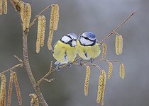 Biosphoto | 1860730 | Couple og Blue Tits on a branch Northern Vosges France | &copy; Michel Rauch / Biosphoto
