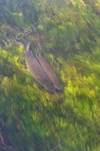 Biosphoto | 849213 | Couple Pike on spawning Doller Valley Alsace France | &copy; Bruno Mathieu / Biosphoto