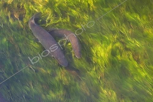Biosphoto | 849214 | Couple Pike on spawning Doller Valley Alsace France | &copy; Bruno Mathieu / Biosphoto