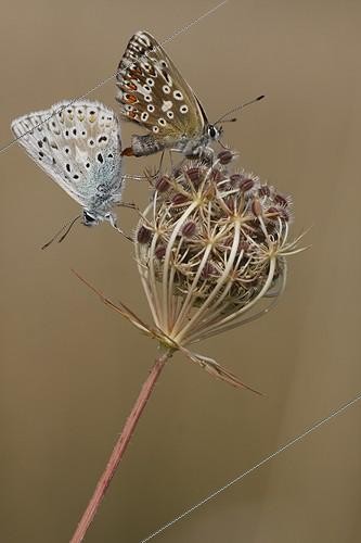 Biosphoto | 945149 | Coupling Argus blue pearl on a rush of Carrot France | &copy; Thierry Reminiac / Biosphoto