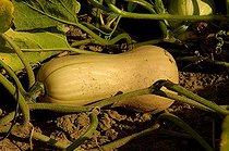 Biosphoto | 152251 | Courge musquée 'Butternut' dans un jardin | &copy; Claude Thouvenin / Biosphoto