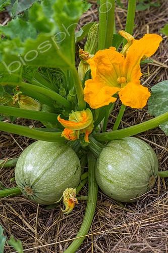 Biosphoto | 2084062 | Courgette ronde avec fleurs et fruits, Provence, France | &copy; Philippe Giraud / Biosgarden / Biosphoto