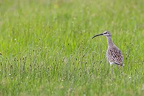 Biosphoto | 2583811 | Courlis corlieu (Numenius phaeopus) dans une prairie, Baie de Saint Brieuc, Côtes d'Armor, Bretagne, France | &copy; Emile Barbelette / Biosphoto