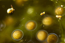 Biosphoto | 2621416 | Courtship display of springtail (Sminthurides aquaticus) with southern tree frog eggs, Cévennes National Park, France. | &copy; Philippe Lebeaux / Biosphoto