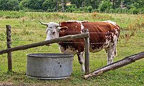 Biosphoto | 2575251 | Cow at watering hole, Arche de la nature, Sarthe, France | &copy; Michel Gile / Biosphoto