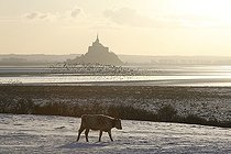 Biosphoto | 1233555 | Cow in a meadow at Mont-Saint-Michel in Winter France | &copy; Vincent M. / Biosphoto