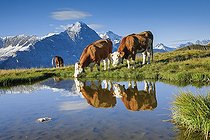 Biosphoto | 2460110 | Cows in front of Eiger and Jungfrau, Bernese Oberland, Switzerland, Europe | &copy; Patrick Frischknecht / imageBROKER / Biosphoto